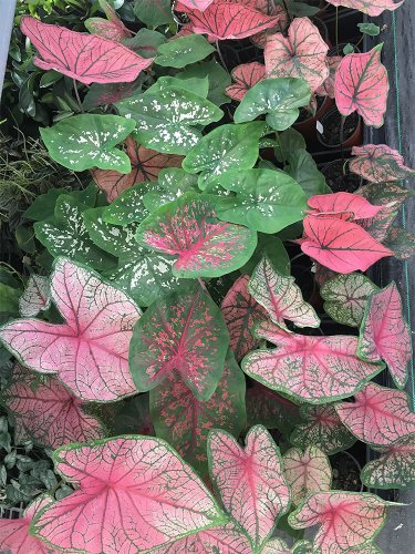 Fresh Caladiums Sweetheart Mixed Seeds