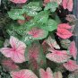 Fresh Caladiums Sweetheart Mixed Seeds