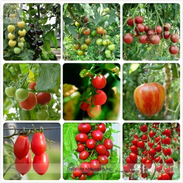 Fresh TM Mixed 9 Types Edible Cherry Tomato Seeds 100 Seeds/Pack Sweet Delicious