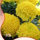 Fresh 10 Original Packs 35 seeds / pack Jumbo Yellow Crackerjack Marigold Seeds