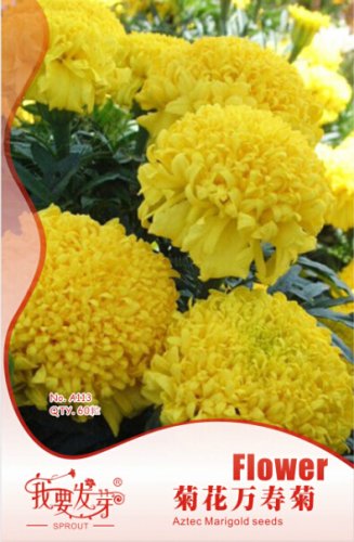 Fresh 10 Original Packs 35 seeds / pack Jumbo Yellow Crackerjack Marigold Seeds