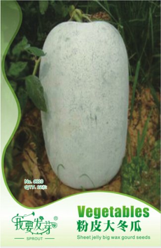 Fresh 12 Seeds Wax Gourd White Skin Fuzzy Winter Melon White