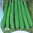 Fresh 10 Seeds/Pack Luffa Acutangula Angled Luffa Ridged Luffa Chinese Okra