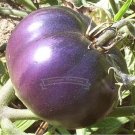Fresh 50 Seeds/Pack Large Purple Tomato Medicinal Antioxidant Healthful Seeds