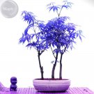 Fresh Blue Maple Tree Seeds 10 Seeds thin leaves and large leaves tree