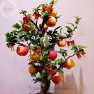 Fresh Heirloom Indoor Bonsai Red Apple Tree 10 Seeds edible ornamental fruits TS232T