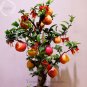 Fresh Heirloom Indoor Bonsai Red Apple Tree 10 Seeds edible ornamental fruits TS232T