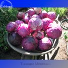 Fresh 100% Genuine Heirloom Red Acre Cabbage 10 Seeds edible vegetables TS228T