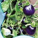 Fresh 25 Seeds/Pack Indigo Rose PURPLE / BLUE TOMATO seeds High Anthocyanin