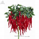 Fresh Imported Thai Eugonic Red Line Chili Pepper Seeds Al pack 200 Seeds Hot