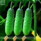 Fresh Autumn Spiny Little Cucumber Seeds Al pack 50 Seeds grown Vegetables