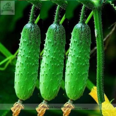 Fresh Autumn Spiny Little Cucumber Seeds Al pack 50 Seeds grown Vegetables