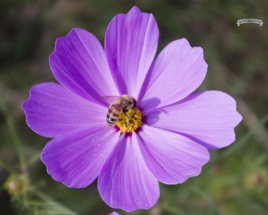 Fresh 20 Heirloom Big Blooming Purple Cosmos Flower Seeds
