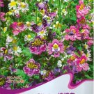 Fresh 30 seeds Schizanthus Pinnatus Salpiglossia Sinuata Orchid Salpiglossis