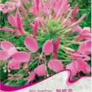 Fresh 1 Original Pack 30 seeds Spiny Spiderflower Cleome Spinosa Flower Seeds #A032