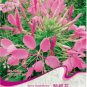 Fresh 1 Original Pack 30 seeds Spiny Spiderflower Cleome Spinosa Flower Seeds #A032