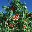 Fresh 1 Professional Pack 1 seed / pack Erly Red Sweet Peach Fruit Seeds #NF172