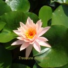 Fresh 1 seed / pack Nymphaea Eldorado Asian Orange Water Lily Pad Flower Pond Seeds