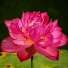 Fresh 40 Seeds / Pack Nelumbo Nucifera Lotus Hong Yan Water Lily Flower Seeds