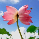Fresh 40 Seeds / Pack Nelumbo Nucifera Lotus Double Headed Water Lily Flower Seeds