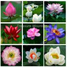 Fresh 9 Colors 4 Seeds Color 36 Nelumbo Nucifera Lotus Water Lily Seeds Pack