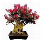 Fresh 10 Original Packs 40 Seeds / Pack Red Crape Myrtle Seeds Perennial Bush Shrub