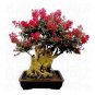 Fresh 10 Original Packs 40 Seeds / Pack Red Crape Myrtle Seeds Perennial Bush Shrub