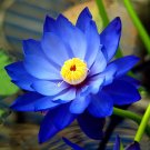 Fresh 40 Seeds / Pack New Fresh Nelumbo Nucifera Blue Lotus Seeds Water