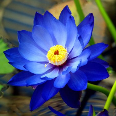 Fresh 40 Seeds / Pack New Fresh Nelumbo Nucifera Blue Lotus Seeds Water