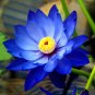 Fresh 40 Seeds / Pack New Fresh Nelumbo Nucifera Blue Lotus Seeds Water