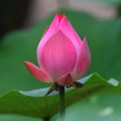 Fresh 40 Seeds / Pack New Fresh Nelumbo Nucifera DARGONFLY Lotus Seeds Hydrophyte