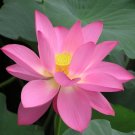 Fresh 40 Seeds / Pack New Fresh Nelumbo Nucifera Pink Lotus Seeds
