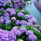 Fresh Hydrangea Seeds Purple