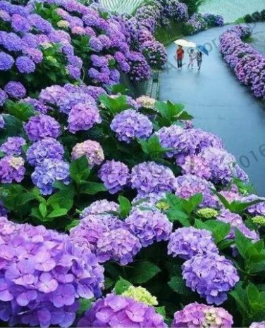 Fresh Hydrangea Seeds Purple