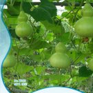 Fresh 10 Original Packs 10 Seeds/Pack Corade Gourd Seeds Edible Hulu Vegetables