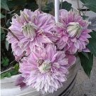 Fresh Exotic Clematis Seeds Light Pinkish Purple Double Flowers