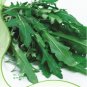 Fresh 10 Original Packs 120 seeds / pack Garden Rocket Eruca Herbs Vegetable Seed