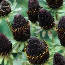 Fresh Genuine Green Wizard Rudbeckia Seeds 50 Seeds perennial chrysanthemum flowers