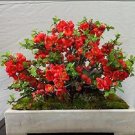 Fresh Chaenomeles Japonica Flowering Bonsai Tree Amazing Rare Seeds