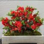 Fresh Chaenomeles Japonica Flowering Bonsai Tree Amazing Rare Seeds
