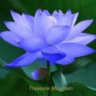 Fresh 1 seed / pack Blue Nelumbo Nucifera China Lotus Pad Flower Pond Seeds