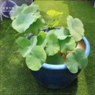 Fresh Bai Rou Bear Light Goldens Double Lotus with Green Centre Flower Seeds 1 Seed