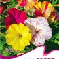 Fresh 20 Seeds/Pack FOUR O CLOCK MIX SEEDS VIVID REDISH COLORED BLOOM