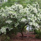 Fresh 20 Chinese Strip Tree Seeds Chionanthus retusus