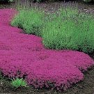 Fresh Creeping Thyme Seeds Pink Color