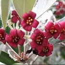 Fresh crassifolium Pittosporum | Karo | Stiffleaf Cheesewood | 10_Seeds