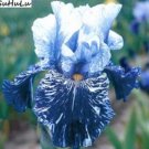 Fresh Blue Iris Plant Seeds Dark Blue White Semi double Flowers