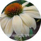 Fresh Cream Sugar Echinacea x hybrida Elegant Bloom Coneflower Seeds 200 Seeds