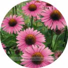 Fresh Deep Rose Red Echinacea Perennial Coneflower Seeds 200 Seeds/Pack New Seeds