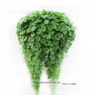 Fresh Hanging Green Creeping Dichondra Leaves Seeds 1000 Seeds/Pack Interesting
